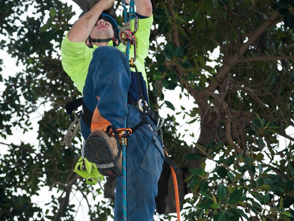 Qualified arborist working in a mature tree during a property survey in Argyll and Bute