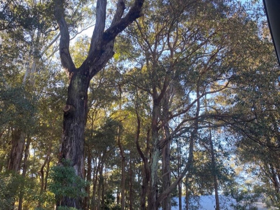 Mature trees in a Argyll and Bute parkland setting due for routine re-inspection